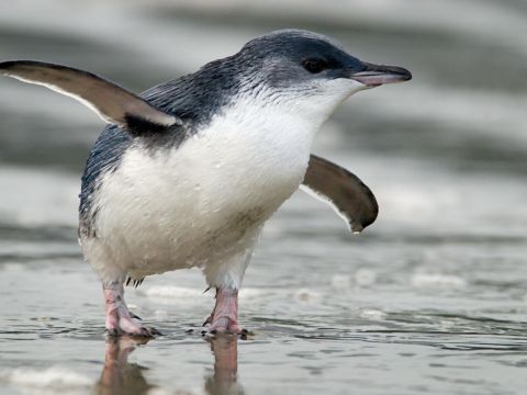 Little Blue Penguin