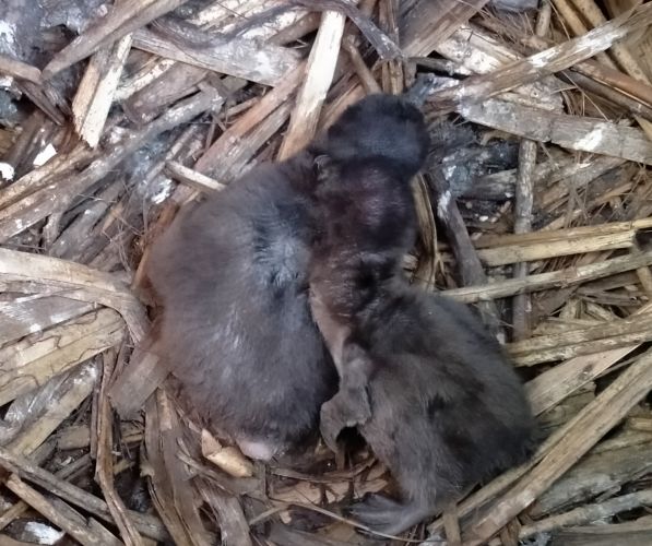 And then there were chicks!