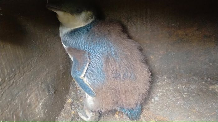 The last chick of the season has fledged!