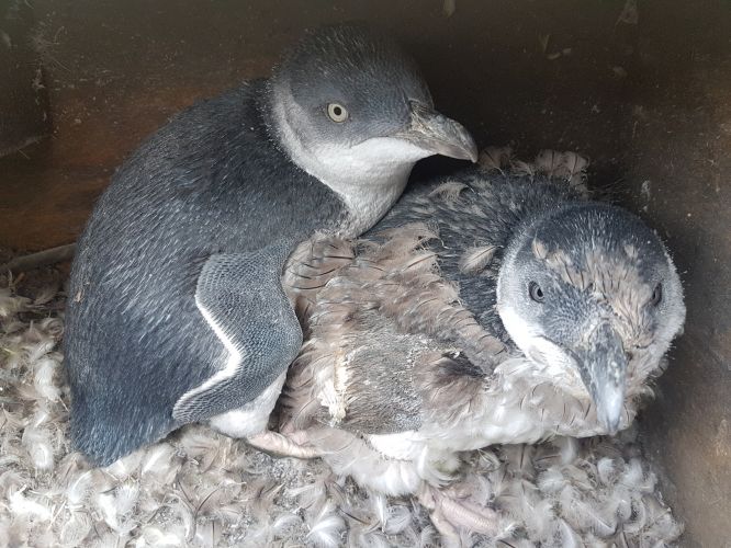 Nesting boxes - a safe habitat for moulting too