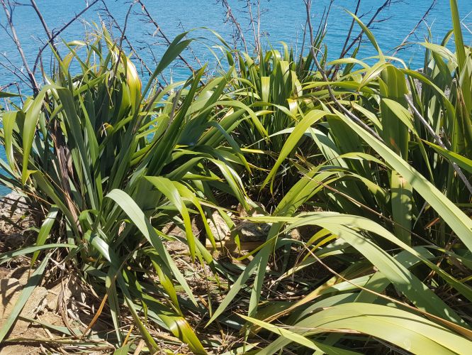 Clean-out and expansion of the colony