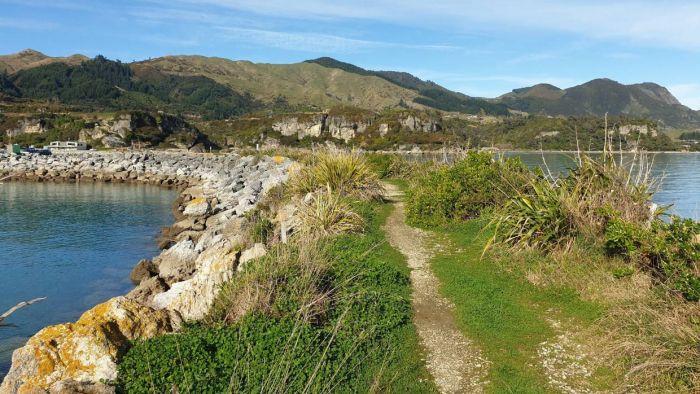 The western side of the Port Tarakohe harbour has long been the home for little penguins.